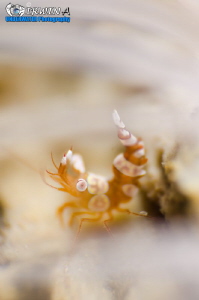 F L O W
Sexy dancer shrimp (Thor amboinensis)
Gasang, P... by Irwin Ang 